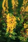 Skjolden Norway. Norwegian Fjords, yellow edelweiss flowers and green foliage. Art Print